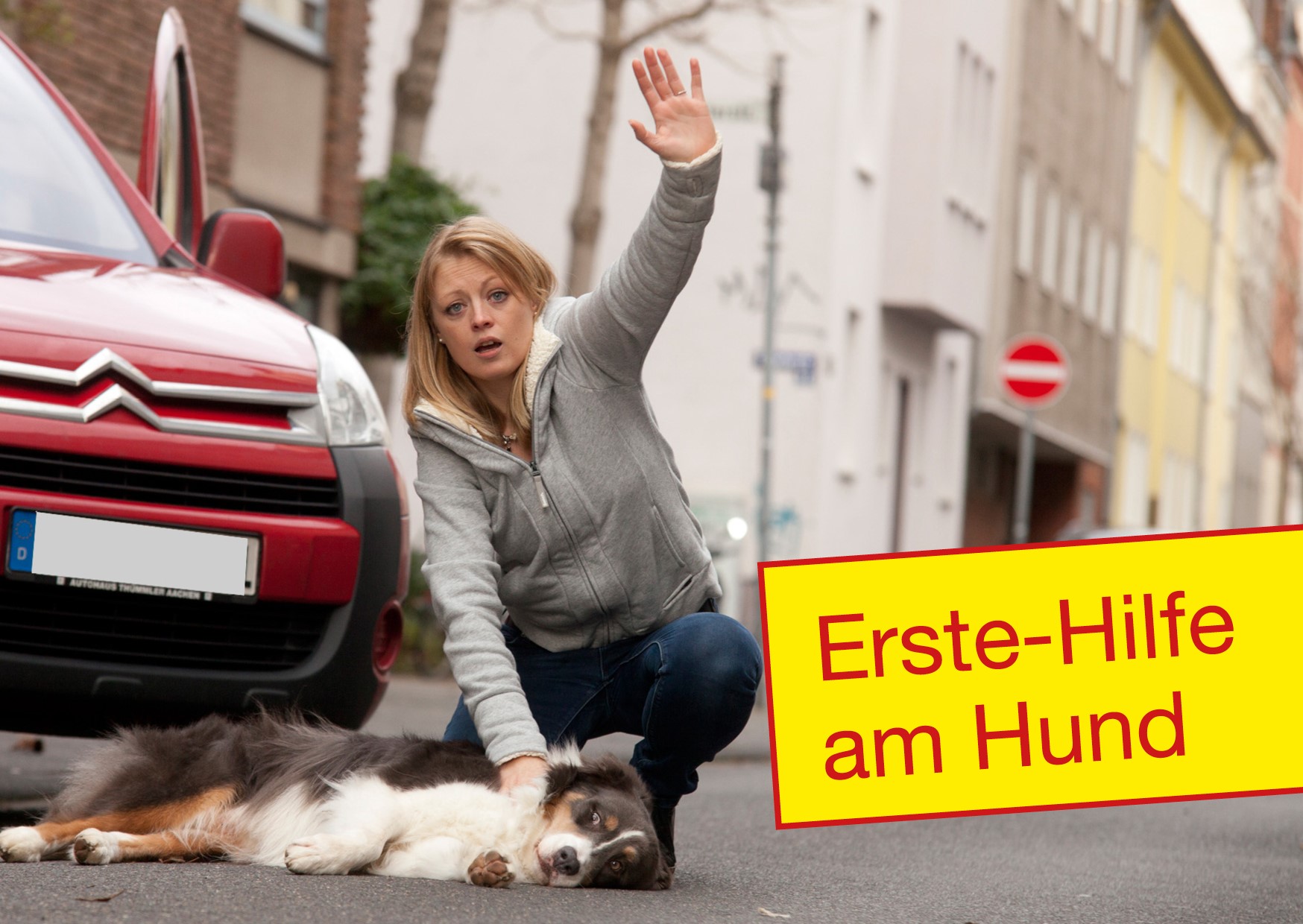 Erste-Hilfe am Hund.jpg